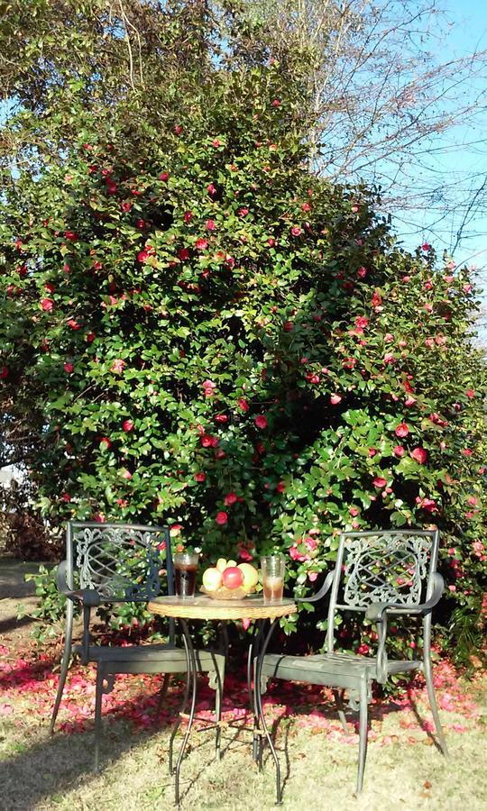 Fruits Of Vienna B&B Εξωτερικό φωτογραφία